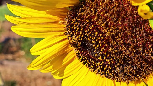 Close up captures a honey bee foraging across the pollen rich sunflower center