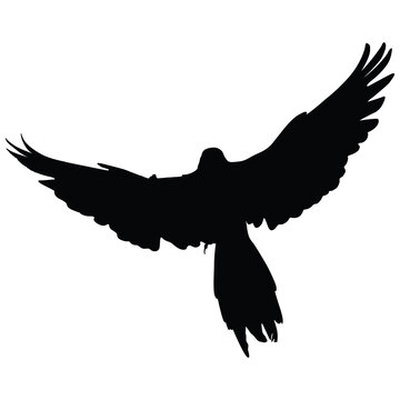 flying parrot silhouette black bird flying wings spread tropical wildlife isolated on transparent background