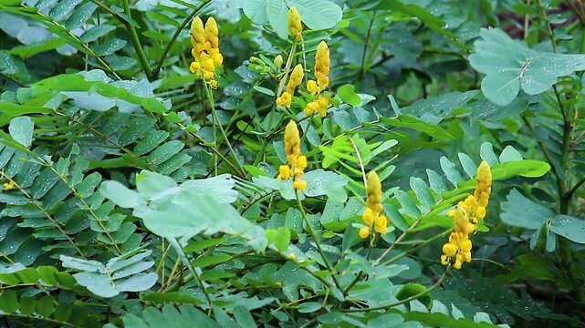 Yellow senna wildflower swaying wind monsoon rain, raindrops on green leaves, tropical plant close up nature macro botanical footage