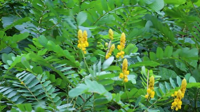 Yellow senna flower spikes swaying wind monsoon, dense fern like green foliage with raindrops, tropical wildflower closeup nature footage