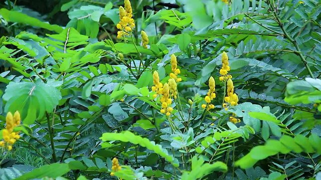 Yellow senna flower spikes swaying wind monsoon rainforest, dense green foliage with raindrops, tropical wildflower closeup nature footage.