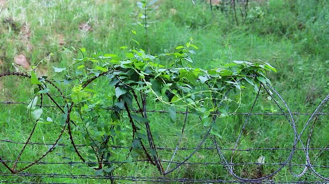 Green vine climbing over rusty barbed wire fence swaying wind, tall grass field rural countryside, wild plant growth nature closeup footage.