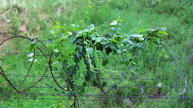 Green vine climbing over rusty barbed wire fence, rural countryside with tall grass field, wild plant growth nature closeup outdoor footage.
