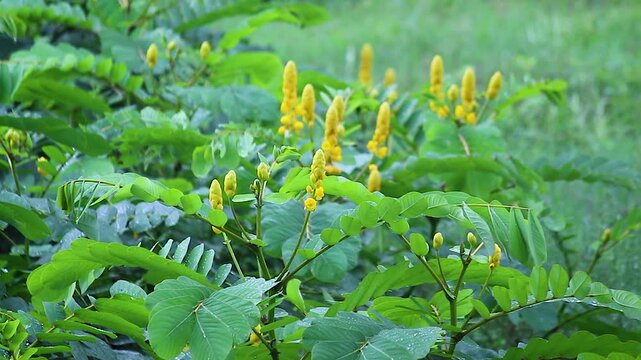 Yellow senna flower spikes swaying wind, lush green field with tall grass background, tropical wildflower closeup nature footage.
