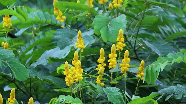 Yellow senna flower spikes monsoon rain, wet green foliage closeup, dense tropical jungle plant with raindrops nature macro footage.