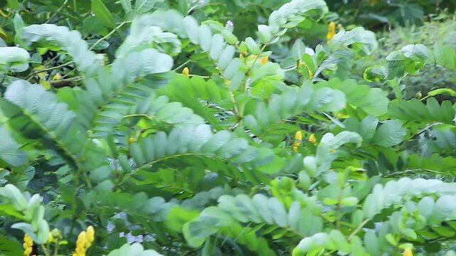 Dense green foliage swaying wind, yellow senna flowers scattered among fern like leaves, lush tropical jungle plant background nature footage.