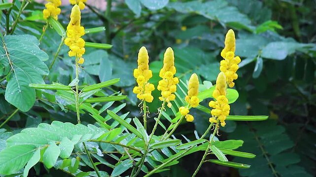 Yellow senna flower buds opening monsoon rain, wet green foliage closeup, tropical wildflower blooming with raindrops nature macro footage.