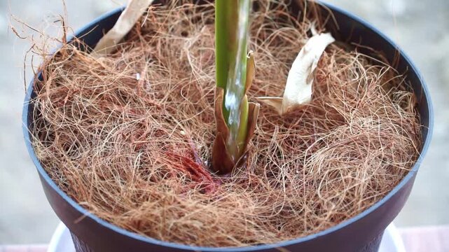 Watering potted plant with green stems in coco coir medium, close up shot, gardening care concept, home plant footage scene.