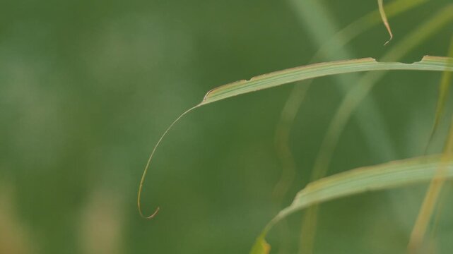 Close-up of grass leaves with a beautifully blurred grassland background
