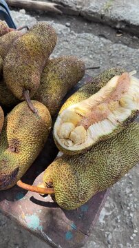 Fresh cempedak fruits stacked on a table with one cut open