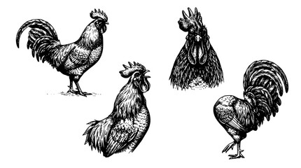 Vintage Rooster and Chicken Engraving Sketch Set with Detailed Farmhouse Poultry Bird Poses for Organic Meat Product and Agriculture Logo Designs © MdRakib