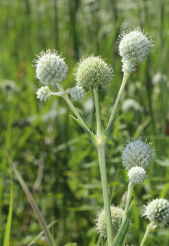 Rattlesnake Master (Eryngium yuccifolium) plant blooming during the summer in Ohio. Folk medicine beliefs incorrectly considered these plants to be a treatment for venomous snakebite.