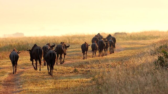 Herd of wildebeest migrates across savannah grassland at sunrise motion footage.