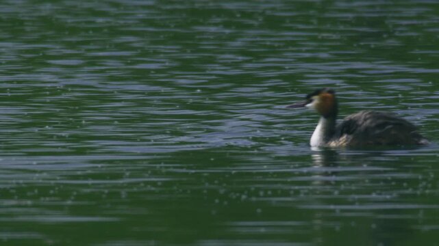 Close up footage of a great crested grebe floating calmly on rippled green water with its head plumage clearly visible
