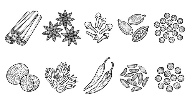 Aromatic baking spice and kitchen herb vector sketch collection including cinnamon rolls star anise cloves cardamom peppercorns chili and nutmeg elements isolated on white background