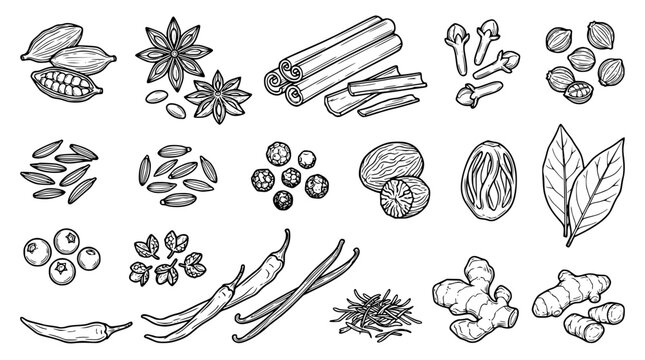 Aromatic cooking spices and culinary herbs vector sketch set including cinnamon star anise cardamom cloves ginger chili and bay leaves isolated on white background