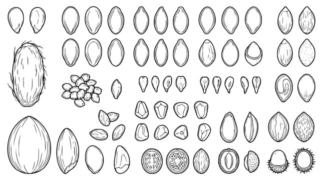 Edible nuts and plant seeds vector collection featuring sketch almond sunflower pumpkin seed apricot kernel almond and coconut icons isolated on white background
