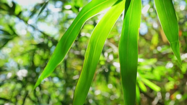 Bambo Natural Green Background