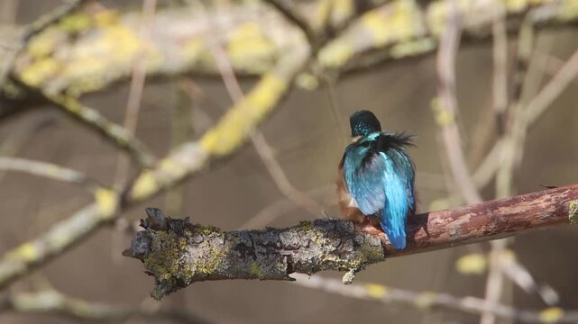 Common kingfisher perched on a mossy branch in natural forest habitat.