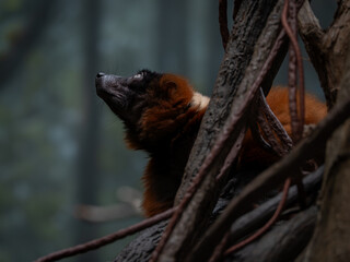 Red Ruffed Lemur at Zoo © Timothy