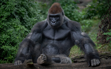 Gorilla at zoo posing © Timothy