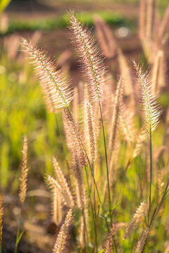 Ornamental grass seed head in warm sunlight, soft blurred meadow background