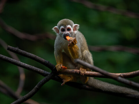 Squirrel Monkey Eating