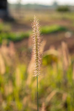 Ornamental grass seed head in soft sunlight field background