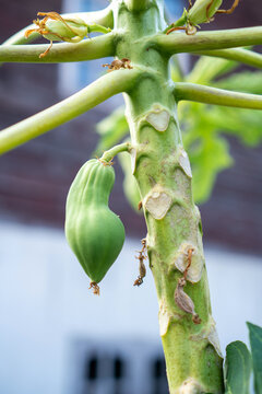 Papaya tree green fruit on trunk in garden closeup