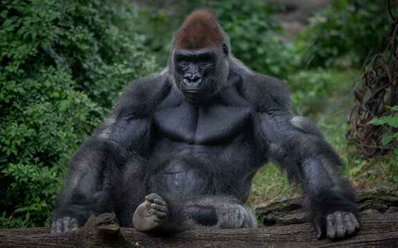 Gorilla at zoo posing