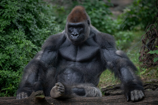 Gorilla posing on log