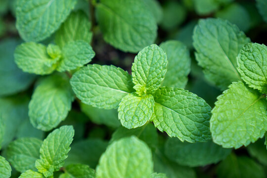 Mint leaf, green herb, fresh plant, aromatic herb, close up, garden plant