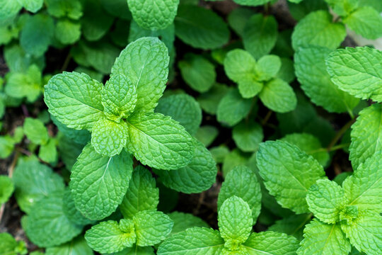 Fresh green mint leaves, fragrant herb foliage, garden plant texture