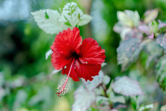 Red hibiscus flower in green garden with soft blur background and fresh tropical foliage
