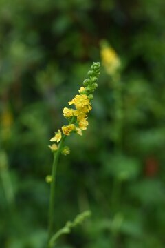 Hairy agrimony (Agrimonia pilosa) flowers.Rosaceaeperennial. It produces five-petaled yellow flowers from summer to autumn, and its fruits are burrs.