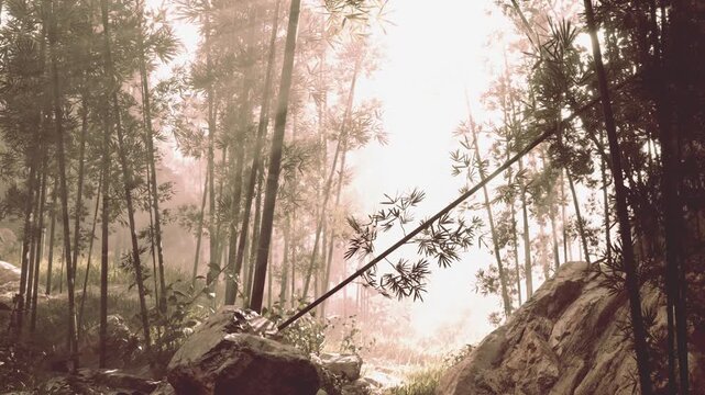 Bambo Tropical Forest Background
