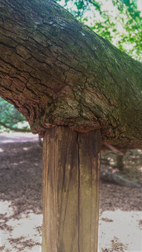 Wooden pole supporting an oak tree branch