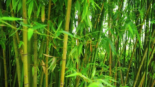 Bambo Green Plant Animation