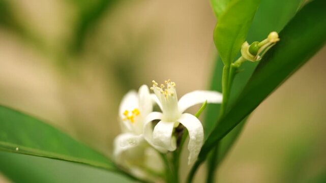 Fresh white orange blossom in a sunny orchard. Perfect concept for organic citrus juice branding, natural honey marketing, sustainable agriculture.