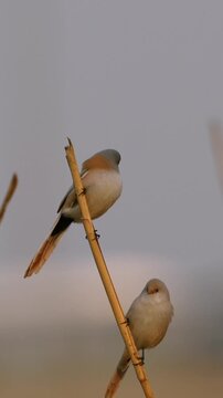 Pair of male and female bearded reedling birds clinging together on a dry reed stalk against a smooth overcast background
