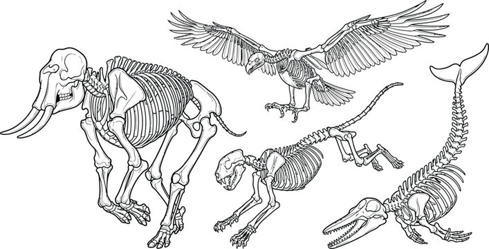 Wild animal skeleton anatomy vector set