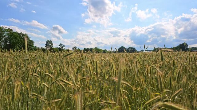 Ears of golden wheat in wind. Agricultural field wheat in picturesque summer scenery. Crop field. Grain harvest. Golden spikelet. Wheat field. Golden wheat field