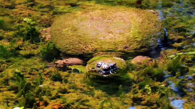 Snapping turtle covered in moss swimming underwater in a shallow, algae-rich pond before slowly moving away. Rare wildlife footage ideal for nature documentaries and educational content.