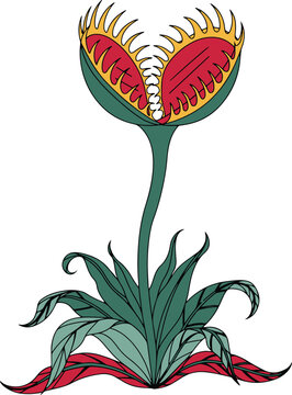Carnivorous Venus Flytrap Plant with Open Jaws and Sharp Teeth, Bold Botanical Horror Style Vector Illustration
