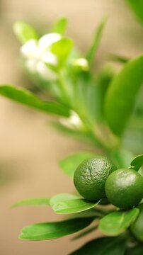 Cinematic video footage of fresh white orange blossoms and ripe sweet oranges growing in a sunny orchard. Perfect for organic citrus juice commercials, sustainable agriculture, and food branding.