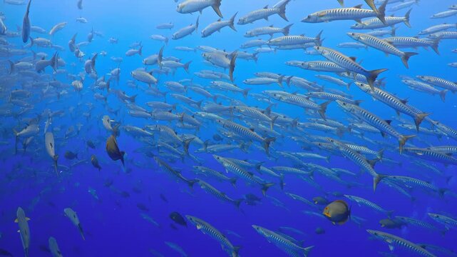 School of barracuda fish swimming in blue ocean water during deep