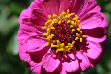 Fototapeta premium Zinnia elegans magenta interior macro, gold pollen disc florets abstract botanical architecture