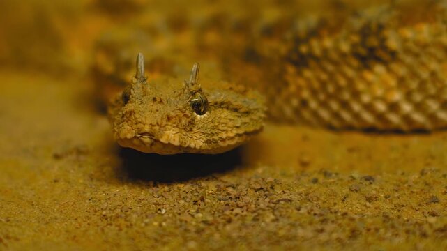 A close up view of a horned viper s head flicking its tongue out