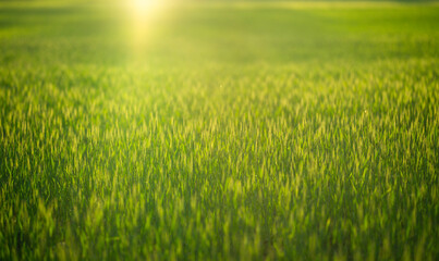 Naklejka premium Field background shows green wheat grass. Golden field landscape glows with sunlight. Soft wheat texture fills grass meadow. Peaceful grass scenery supports rural background.