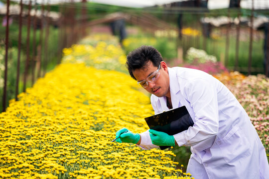 Researcher man examining yellow flowers in a nursery, holding clipboard and tool while focused on botany science, plant inspection, horticulture and agricultural research